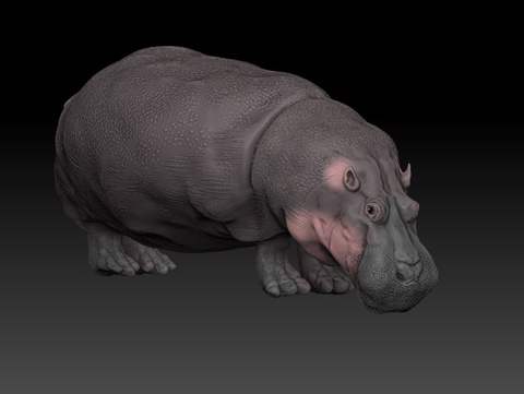 Image of hippopotamus zbrush 