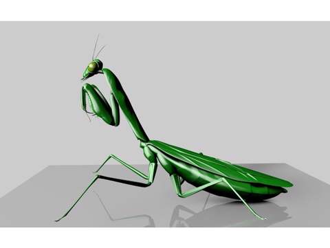 Image of Praying Mantis