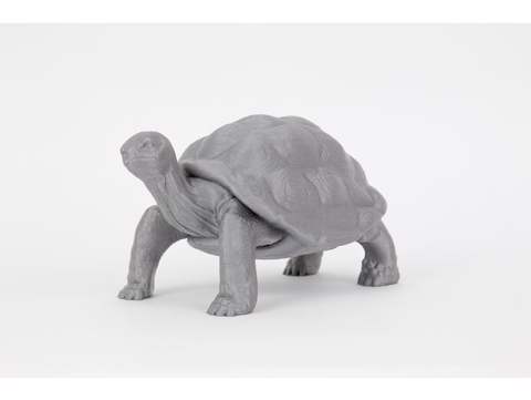 Image of Tortoise 