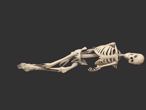 Image of Dead Skeletons Posed x4