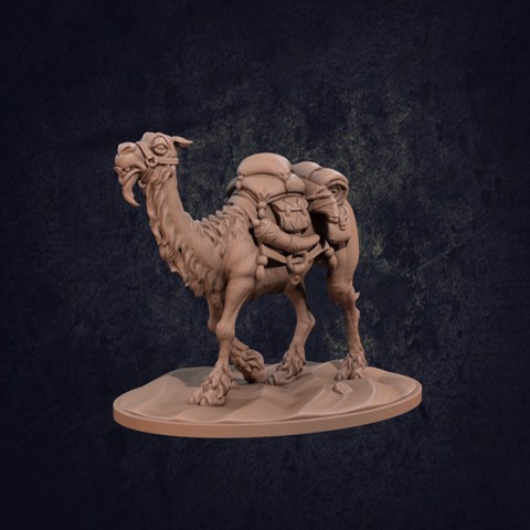 Image of Rose the Camel