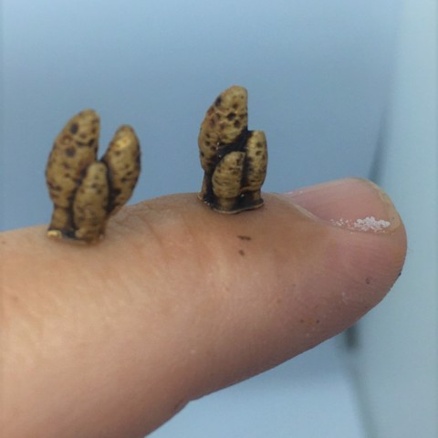 Image of Morel mushroom clusters for bases, forests, and the underdark