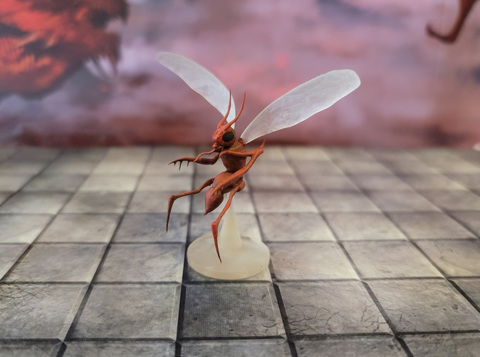 Image of Assassin Bug 