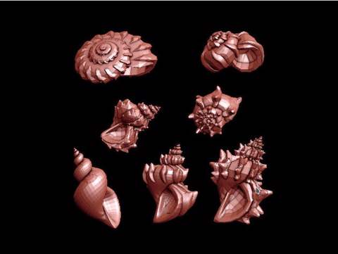 Image of Spiral Shells