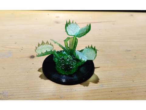 Image of Snapping Flytrap Miniature