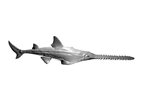 Image of Prehistoric fish (Onchopristis)