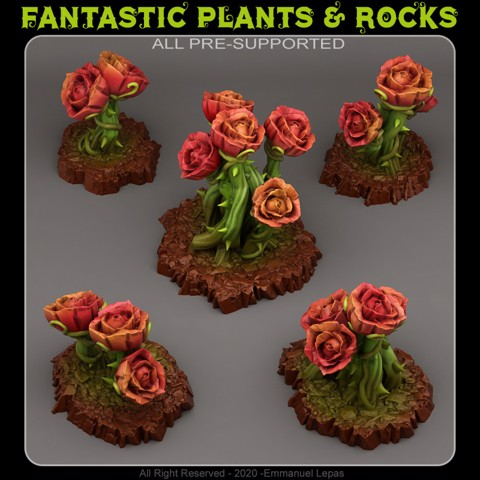 Image of GIANT MYSTIC ROSES