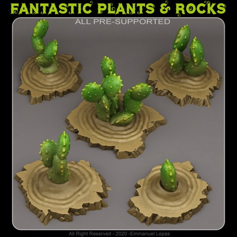 Image of EGYPTIAN CACTUSES