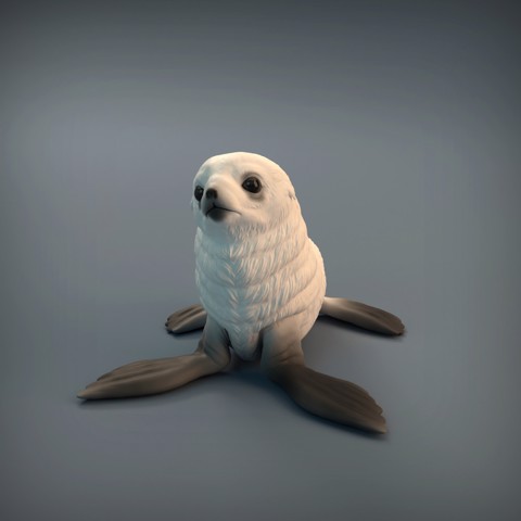 Image of Seal Pup