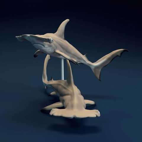 Image of Hammerhead Sharks