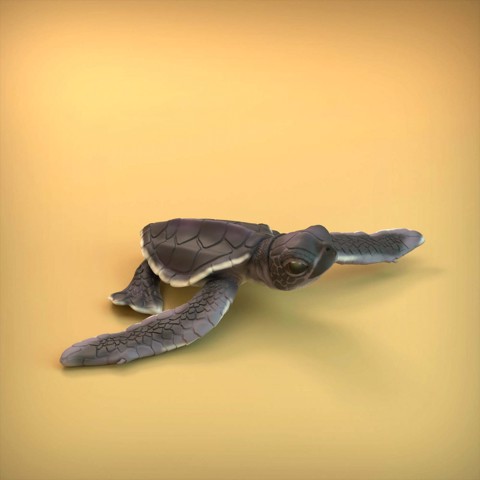 Image of Sea Turtle Hatchling