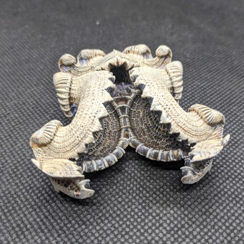 Image of Carapaces - Alien fossil 3 Pack