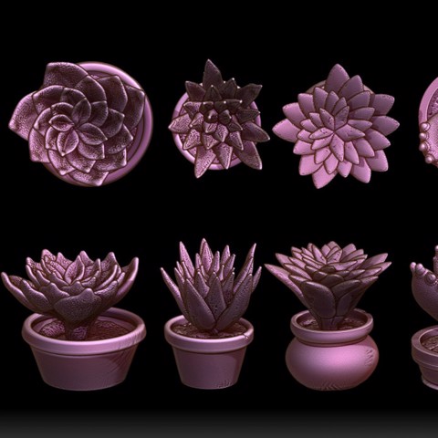 Image of Succulents and Pots