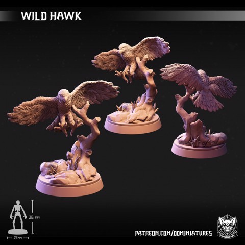 Image of Wild Hawk