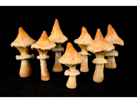 Image of Ubiquitous Mushroom Set 2