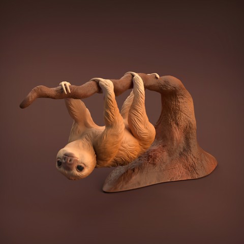 Image of Baby Sloth