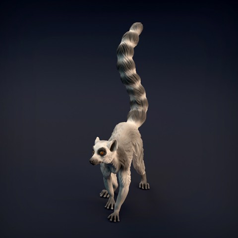Image of Ring-Tailed Lemur