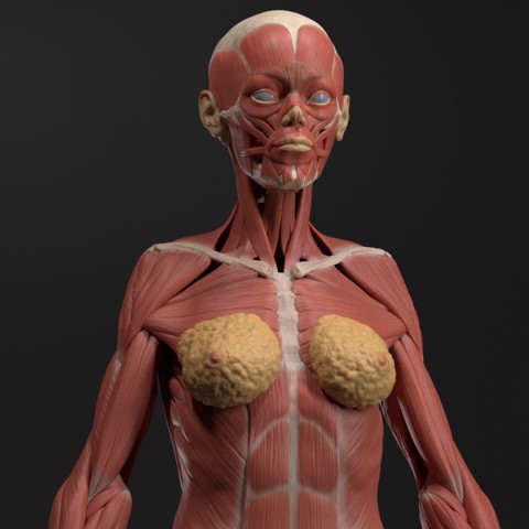 Image of Female Echorche - Anatomy Reference Figure (Pre-Supported)