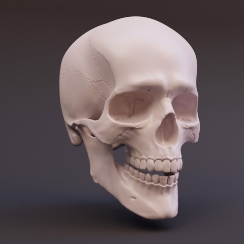 Image of Articulated Skull