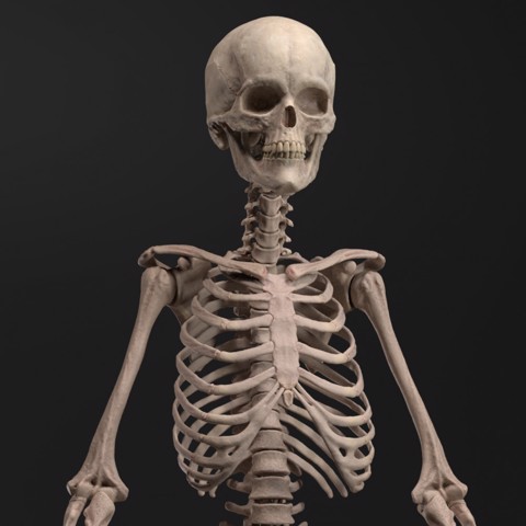 Image of Skeleton - Anatomy Reference Figure (Pre-Supported)