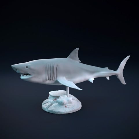 Image of Great white shark swimming