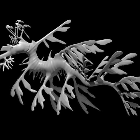Image of Giant Leafy Seadragon