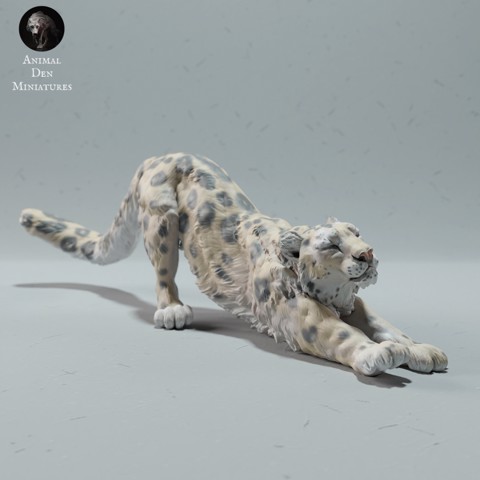 Image of Snow Leopard Stretching