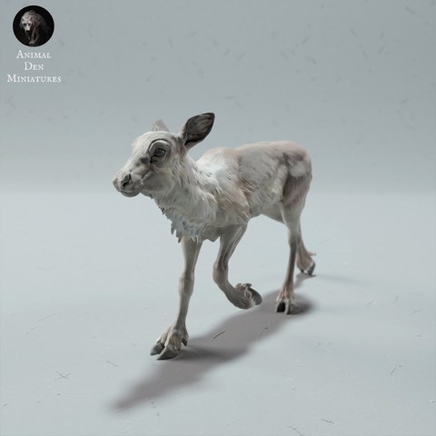 Image of Reindeer / Caribou Calf