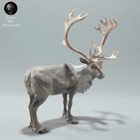 Image of Reindeer / Caribou Bull
