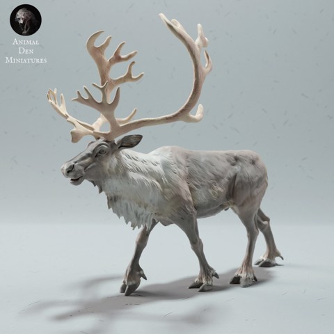 Image of Reindeer / Caribou Bull Calling