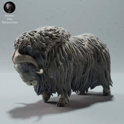 Image of Musk Ox Sheep