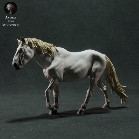 Image of Camargue Horse