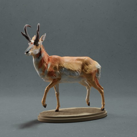 Image of Pronghorn Antelope - Male
