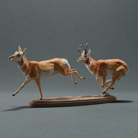 Image of Pronghorn Antelope - Chase