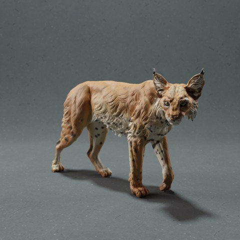 Image of Bobcat / Lynx