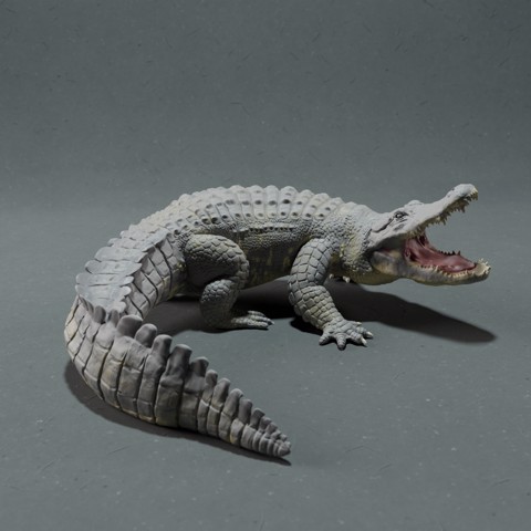 Image of American Alligator - Attack