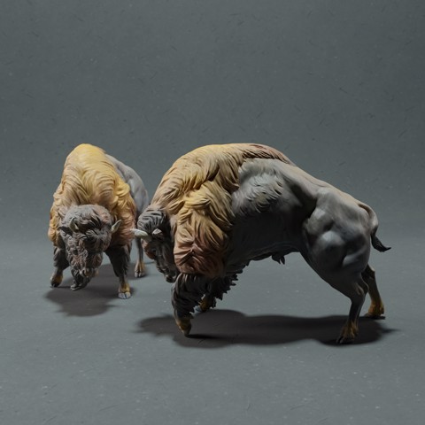 Image of American Bison - Fight
