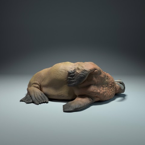 Image of Walrus Sleep