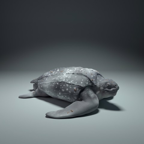 Image of Leatherback Sea Turtle