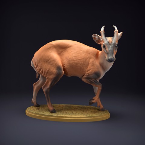 Image of Muntjac Deer