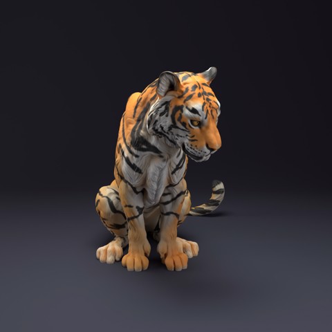 Image of Bengal Tiger Sit