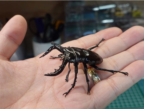 Image of Sawtoothed stag beetle
