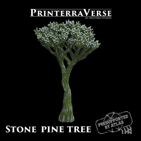 Image of Stone Pine Tree - 004-2-039