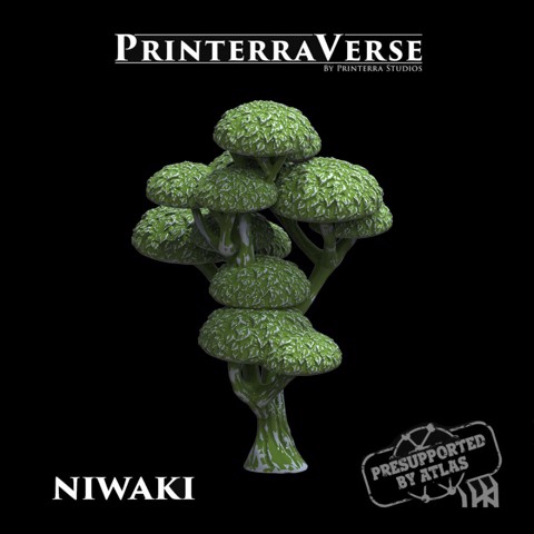 Image of Niwaki Tree - 004-2-037