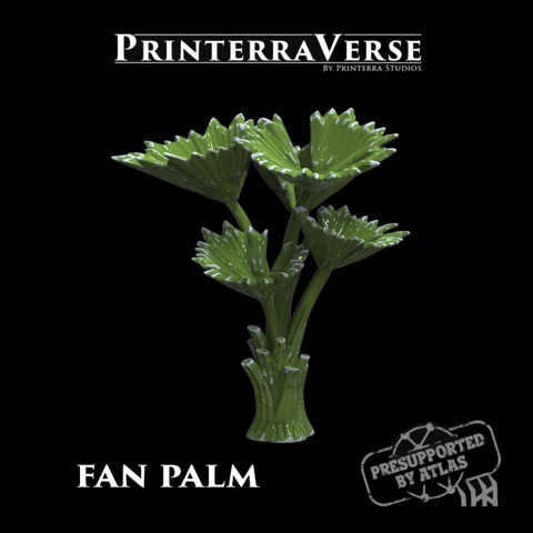 Image of Fan Palm Tree - 004-2-034