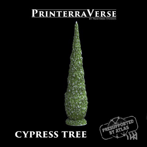 Image of Cyprus tree - 004-2-033