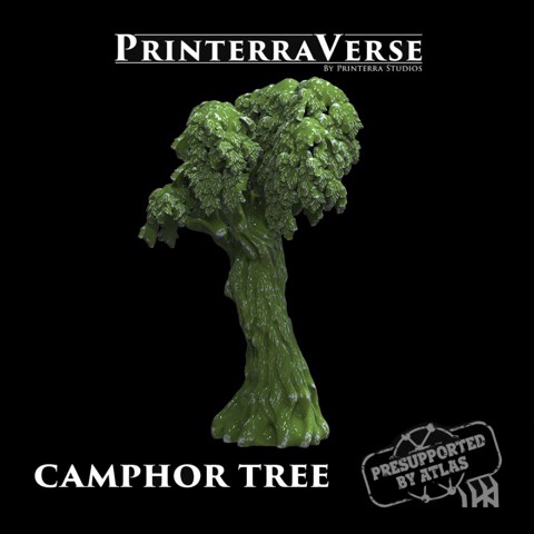 Image of Camphor Tree - 004-2-031