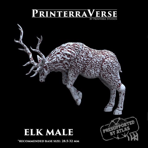 Image of Elk Male - 004-2-021