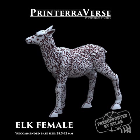Image of Elk Female - 004-2-020