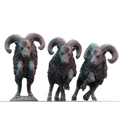 Image of Rams (pre-supported)